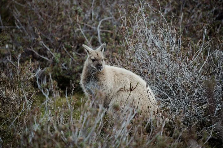 A wallaby sitting among dry, scrubby bushes in a natural outdoor setting.