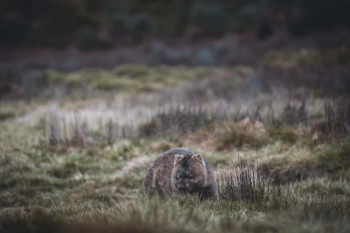 A wombat foraging in a grassy field with a blurred background.