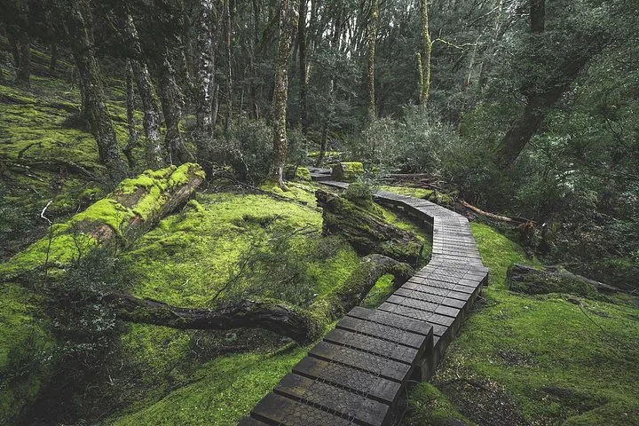 A wooden boardwalk winding through a lush, mossy green forest environment.