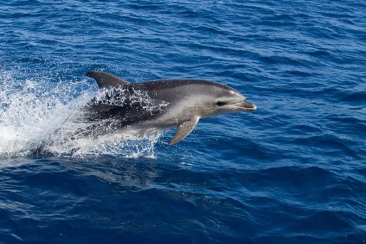 A dolphin leaping out of the blue ocean water with a splash