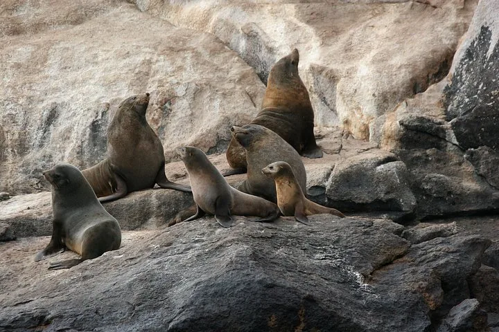 A group of seals resting on a rocky shore next to the water